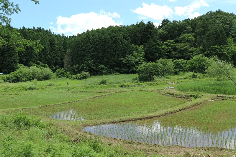 山あいに広がる、水が張られたばかりの美しい棚田の風景