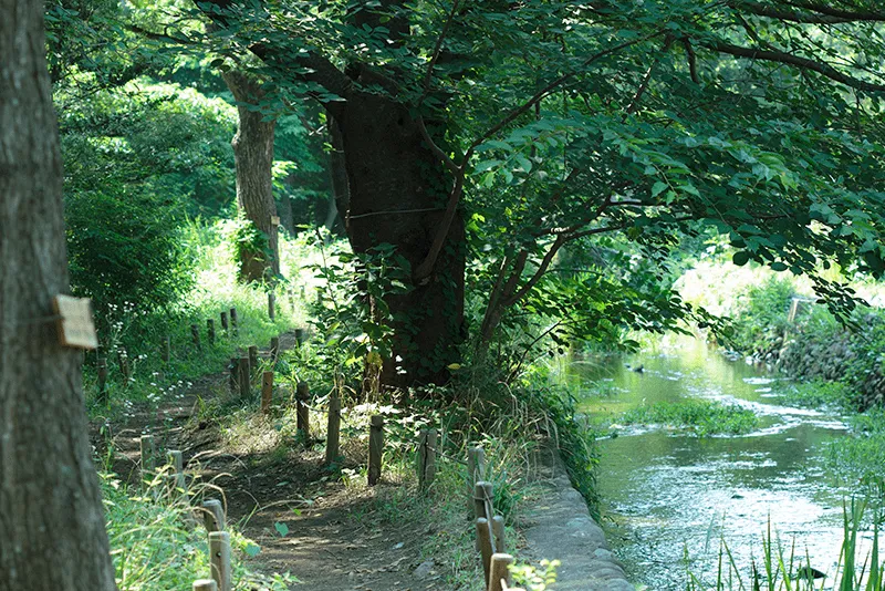 木漏れ日が差し込む川沿いの散策路と、穏やかに流れる水辺