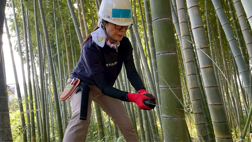 生い茂る竹林の中で、竹の伐採作業を行うボランティア