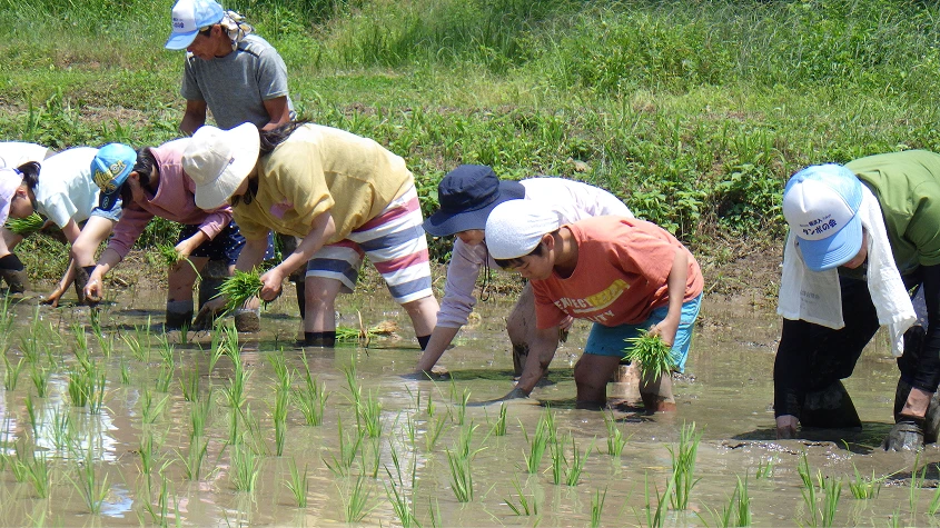 一列に並んで、泥田に若い苗を手で植えていく子供たちの田植え風景