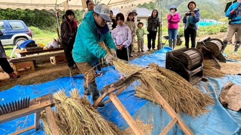 足踏み脱穀機を使い、昔ながらの方法で稲の脱穀を行う様子