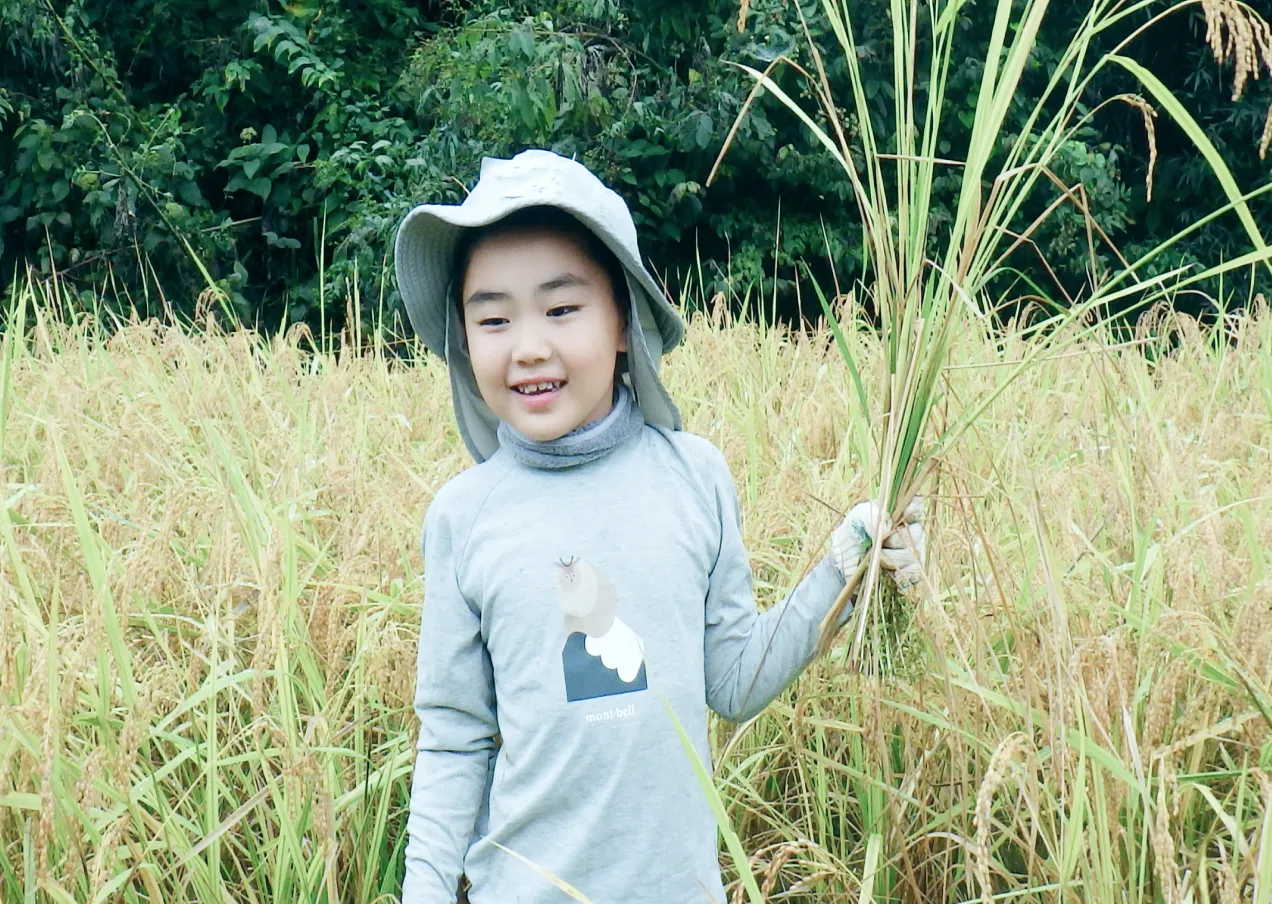 黄金色に実った田んぼで、収穫した稲を手にして笑顔を見せる子供
