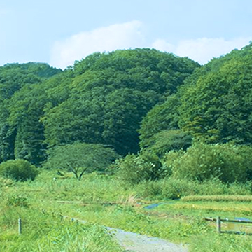 青空の下、豊かな緑と田んぼが広がるのどかな里山の景色